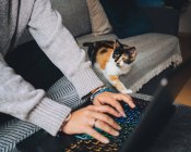 Врожай молодої фрілансерки в повсякденному одязі, що сидить на зручному дивані і працює дистанційно на ноутбуці біля милого каліко-кішки — стокове фото