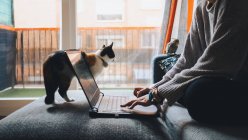Cultivo de joven freelancer en ropa casual sentada en cómodo sofá y trabajando remotamente en el portátil cerca de lindo gato calico - foto de stock