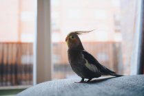 Вид сбоку на забавную экзотическую птицу-какаду, стоящую на диване у окна в современной квартире — стоковое фото