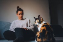 Entzückende Calico-Katze in moderner Wohnung und Seitenansicht einer jungen Dame in lässiger Kleidung, die auf einer bequemen Couch mit überkreuzten Beinen sitzt — Stockfoto