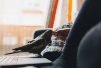 Side view of crop unrecognizable female owner in casual clothes feeding cute weiro bird with sunflower seeds while resting on comfortable couch with laptop — Stock Photo