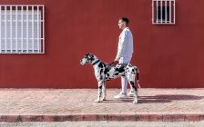 Vista lateral del propietario masculino de pie con el gran perro arlequín Great Dane durante un paseo por la ciudad y mirando hacia otro lado - foto de stock