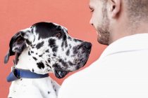Side view of happy young unshaven male in casual clothes and adorable obedient Harlequin Great Dane dog hugging each other against red background — Stock Photo