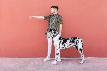 Мужчина-владелец, стоящий с большой собакой-датчанином Арлекин во время прогулки по городу и глядя в сторону — стоковое фото
