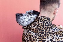 Junger unrasierter Rüde in lässiger Kleidung und entzückender gehorsamer Harlekin-Doggen-Hund umarmen sich vor rotem Hintergrund — Stockfoto
