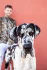 Homme propriétaire debout avec grand chien Arlequin Great Dane pendant une promenade en ville et regardant la caméra — Photo de stock