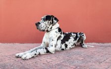 Side view of adorable calm Harlequin Great Dane dog sitting on paved street near red wall and looking away — Stock Photo