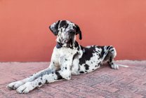 Side view of adorable calm Harlequin Great Dane dog sitting on paved street near red wall and looking away — Stock Photo