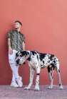 Homme propriétaire debout avec grand chien Arlequin Great Dane pendant une promenade en ville et détournant les yeux — Photo de stock