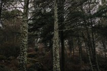 Tall coniferous trees with lichen on trunks growing in dense woodland on cold weather in Cadiz Spain — Stock Photo