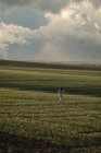 Назад вигляд жінка біжить на зеленій траві на долині — стокове фото