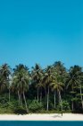 Pittoresca veduta dell'idilliaca isola con alberi verdi tropicali sulla spiaggia di sabbia circondata dal mare blu contro il cielo limpido in Indonesia — Foto stock