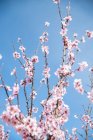 Ramoscello di legno con fiori rosa mandorla fiorisce durante la primavera contro il cielo blu — Foto stock
