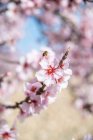 Fleißige Biene schlürft süßen Nektar auf zartrosa Blume, die an blühenden Mandelbäumen im Frühlingsgarten an sonnigen Tagen wächst — Stockfoto
