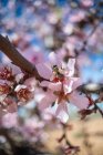 Трудолюбивая пчела потягивает сладкий нектар на нежном розовом цветке, растущем на цветущем миндальном дереве в весеннем саду в солнечный день — стоковое фото