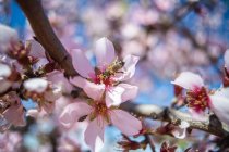 Abeja trabajadora sorbiendo néctar dulce en tierna flor rosa creciendo en el almendro en flor en el jardín de primavera en el día soleado - foto de stock