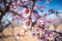 Працьовита бджола просіює солодкий нектар на ніжно-рожевій квітці, що росте на квітучому мигдалевому дереві в весняному саду в сонячний день — стокове фото