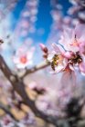 Трудолюбивая пчела потягивает сладкий нектар на нежном розовом цветке, растущем на цветущем миндальном дереве в весеннем саду в солнечный день — стоковое фото