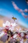 Hardworking bee sipping sweet nectar on tender pink flower growing on blossoming almond tree in spring garden on sunny day — Stock Photo