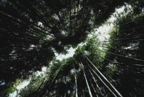 Von unten Aufnahme von majestätischen hohen Bäumen, die in erstaunlichem Wald in Tokio wachsen — Stockfoto