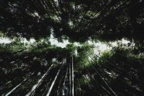 Из-под кадра величественных высоких деревьев, растущих в удивительном лесу в Токио — стоковое фото