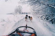 Visão traseira de cães de trenó puxando trenó na estrada nevada em meio a árvores sem folhas crescendo na floresta de inverno contra o céu nublado — Fotografia de Stock