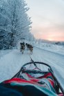 Visão traseira de cães de trenó puxando trenó na estrada nevada em meio a árvores sem folhas crescendo na floresta de inverno contra o céu nublado — Fotografia de Stock
