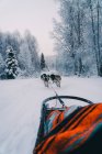 Rückansicht von Schlittenhunden, die Schlitten auf schneebedeckter Straße ziehen, inmitten blattloser Bäume, die im Winterwald vor bewölktem Himmel wachsen — Stockfoto