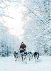Unrecognizable male musher walking behind sleigh with child pulling by sled dogs running on snowy road in winter forest — Stock Photo
