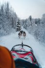 Vista posterior de perros de trineo tirando del trineo en el camino nevado en medio de árboles sin hojas que crecen en el bosque de invierno contra el cielo nublado - foto de stock
