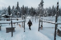 Обратный вид на неузнаваемого путешественника в теплой верхней одежде, идущего по снежной местности рядом с саночными собаками, стоящими в питомниках рядом с хвойным лесом против облачного неба — стоковое фото