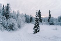Picturesque scenery of spruces and leafless trees covered with hoarfrost growing on snowy terrain against cloudy sky in winter — Stock Photo