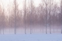 Spektakuläre Landschaft mit nebligem Himmel über blattlosen Bäumen, die an bewölkten Wintertagen auf schneebedecktem Gelände wachsen — Stockfoto