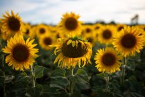 Alto angolo di fioritura campo di girasole illuminato dalla luce del sole in campagna in estate — Foto stock