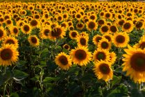 High angle of blossoming sunflower field lit by sunlight in countryside in summer — Stock Photo