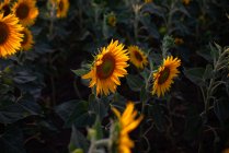 Alto angolo di fioritura campo di girasole illuminato dalla luce del sole in campagna in estate — Foto stock