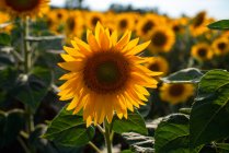 Високий кут цвітіння соняшникового поля освітлений сонячним світлом у сільській місцевості влітку — стокове фото
