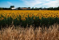 Grand angle de floraison champ de tournesol éclairé par la lumière du soleil dans la campagne en été — Photo de stock