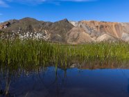 Мирный пейзаж пышной хлопковой травы, растущей в неподвижном холодном озере, расположенном на грубом каменистом горном дне под безоблачным голубым небом — стоковое фото