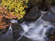 Сверху длинное обнажение мелкого бурного ручья, протекающего через каменистую землю возле дерева с желтыми листьями в осенний день — стоковое фото