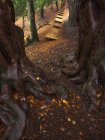 Густі дерева з великими зарослими коренями, що ростуть у лісі біля дерев'яної доріжки на початку осіннього дня — стокове фото