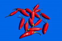 Композиция сверху с красным свежим экзотическим перцем, используемым в качестве специи или приправы для ароматизации пищи на синем фоне — стоковое фото