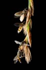 Close-up de mosca afetada pelo fungo zumbi entomophthora muscae — Fotografia de Stock