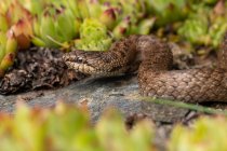 A cobra lisa (Coronella austriaca) deitada no chão — Fotografia de Stock