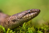 Il serpente liscio (Coronella austriaca) sdraiato sull'erba — Foto stock