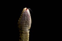 Serpent fouet vert (Hierophis viridiflavus) isolé sur fond noir — Photo de stock