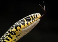 Serpent fouet vert (Hierophis viridiflavus) isolé sur fond noir — Photo de stock