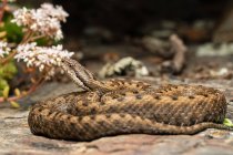 La víbora asp (Vipera aspis) serpiente tendida en el suelo - foto de stock