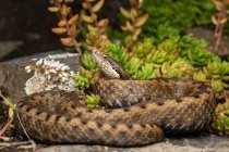 La víbora asp (Vipera aspis) serpiente tendida en el suelo - foto de stock