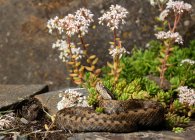 La vipera aspis (Vipera aspis) serpente giace a terra — Foto stock
